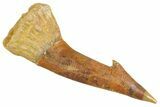 Bargain, Fossil Sawfish (Onchopristis) Rostral Barb - Morocco #356463-1